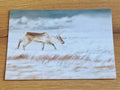 Postkarte Rentier (Theo Bosboom)