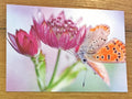 Postkarte Sterndolde und Schmetterling (Magda Wasiczek)